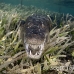 crocodile_american_chiq_jar_h_0267_cub2424.jpg